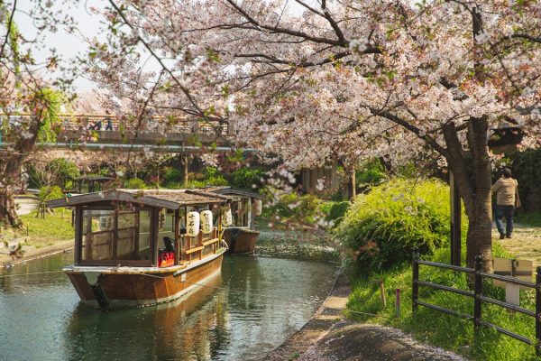 Tour Nhật Bản 2025: Mùa Hoa Anh Đào Giao Hưởng Mùa Xuân